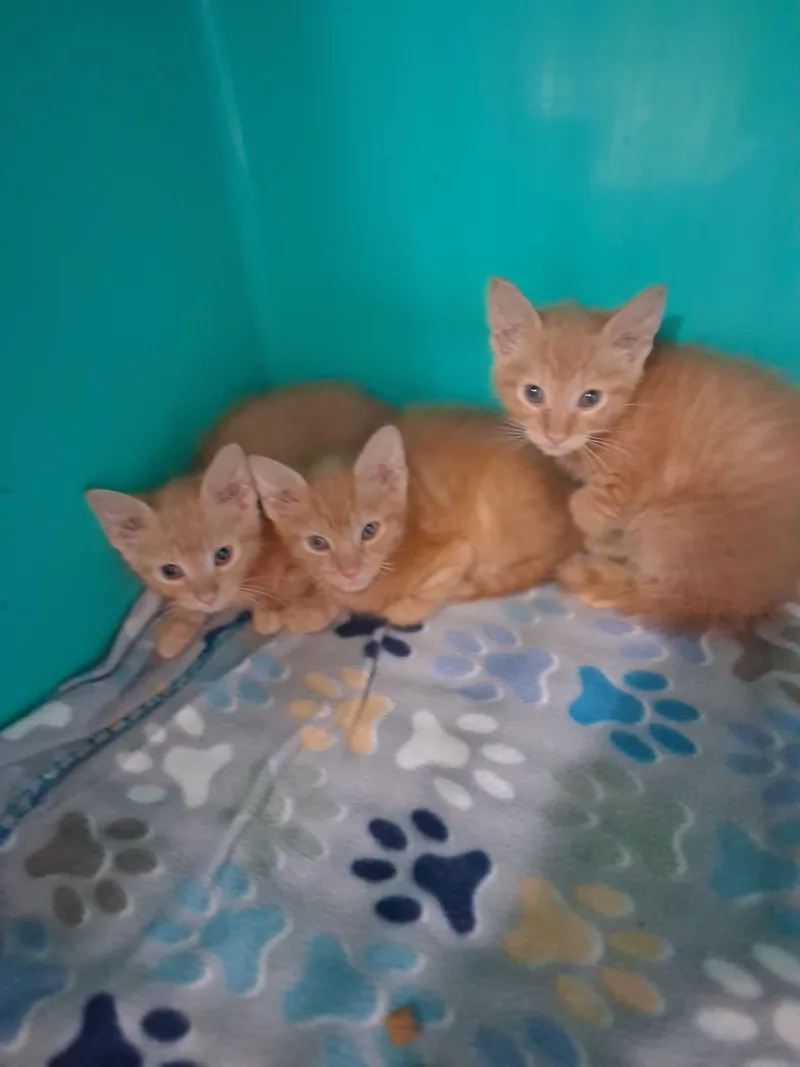 Marmalade