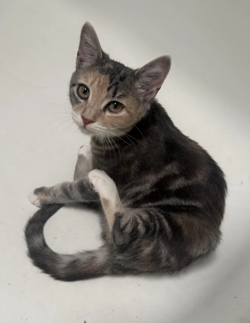 A baby small-sized female Domestic Short Hair cat named Bunny for adoption in Philadelphia, PA