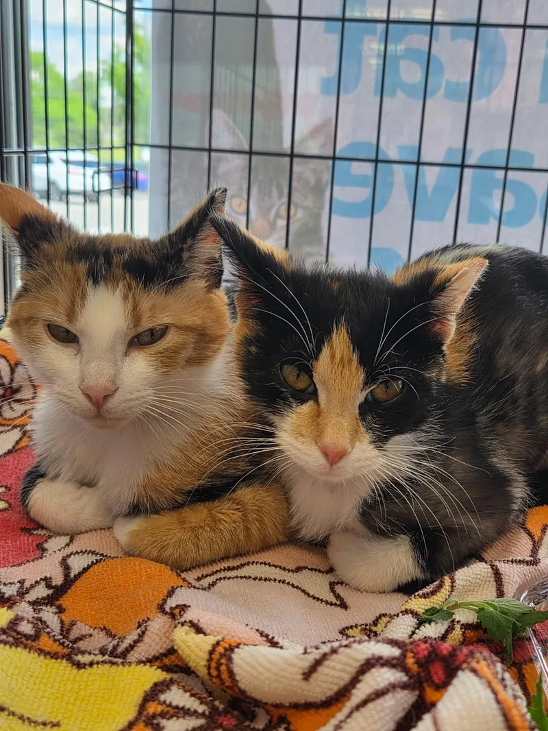 A young medium-sized female Calico Domestic Short Hair cat named Cloti & Conchita for adoption in Murfreesboro, TN