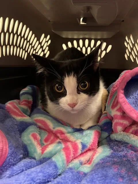 A young small-sized female Domestic Short Hair cat named Halle for adoption in Chula Vista, CA