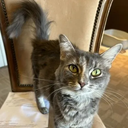 Gigi