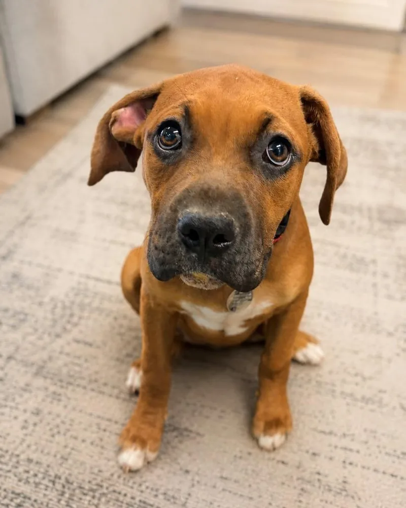 A baby large-sized female Boxer dog named Brigitta for adoption in Reno, NV