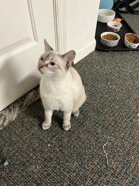 A young medium-sized male Siamese cat named Gin for adoption in Harrisburg, PA