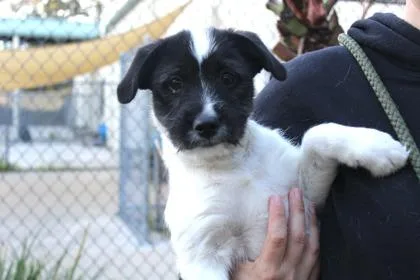 An adult small-sized male Terrier dog named Hudsyn for adoption in Brunswick, GA