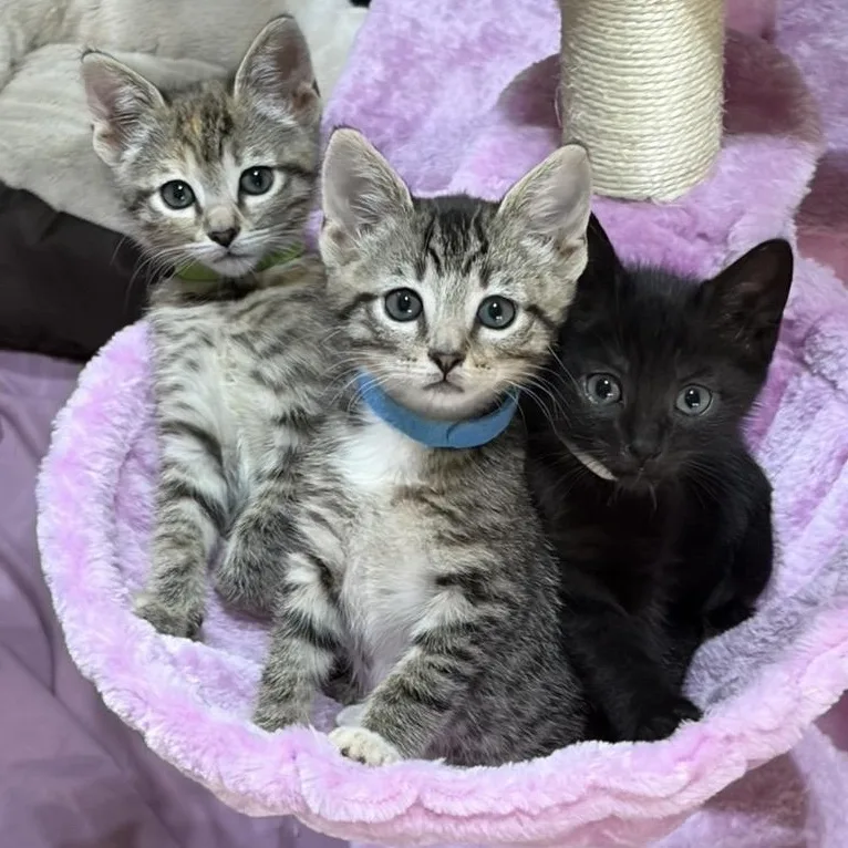 A baby medium-sized male Black & White / Tuxedo Domestic Short Hair cat named North for adoption in Murfreesboro, TN