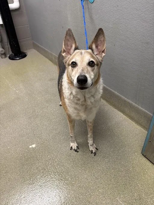 An adult large-sized female Australian Shepherd dog named Mrs Claus for adoption in Las Vegas, NV