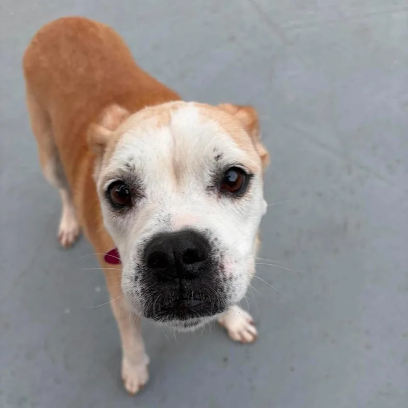 An adult medium-sized female White / Cream Mixed Breed dog named Greta for adoption in Seminole, FL