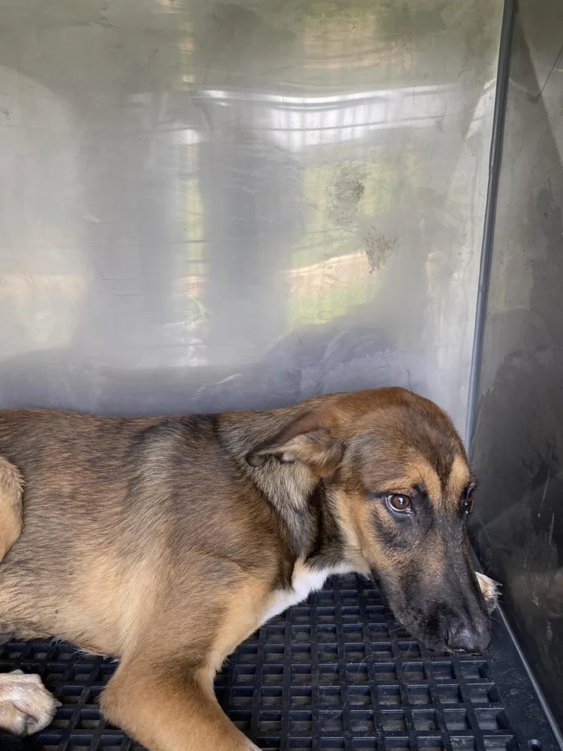 A young medium-sized male Mixed Breed dog named George for adoption in Dallas, TX