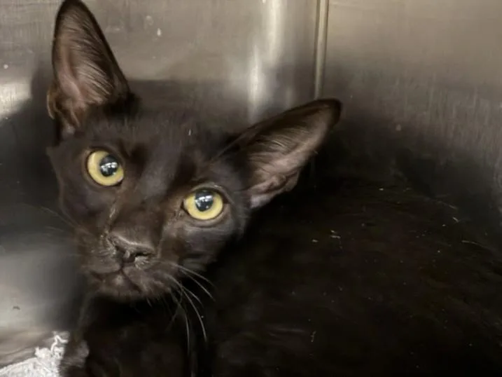 A baby small-sized female Domestic Short Hair cat named Bossy Boo for adoption in Los Angeles, CA