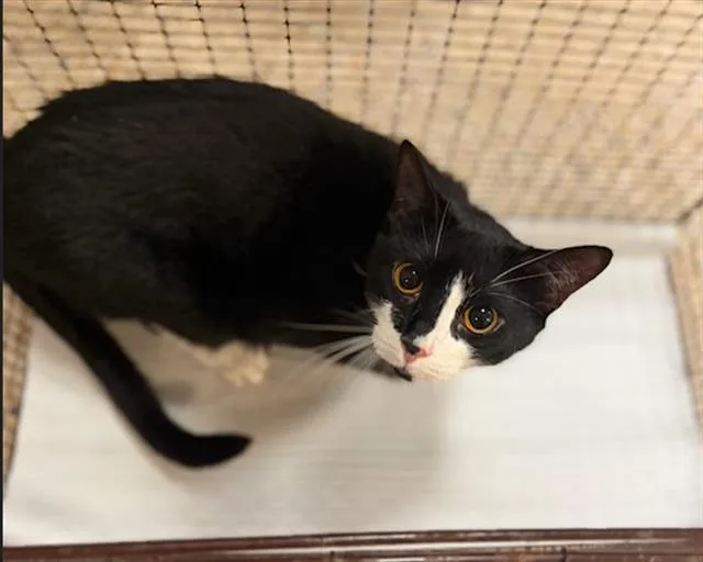 A young small-sized male Domestic Short Hair cat named Kai for adoption in Miami, FL