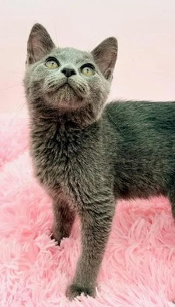 A baby medium-sized female Gray / Blue / Silver Russian Blue cat named Freeze Pop for adoption in Covington, LA