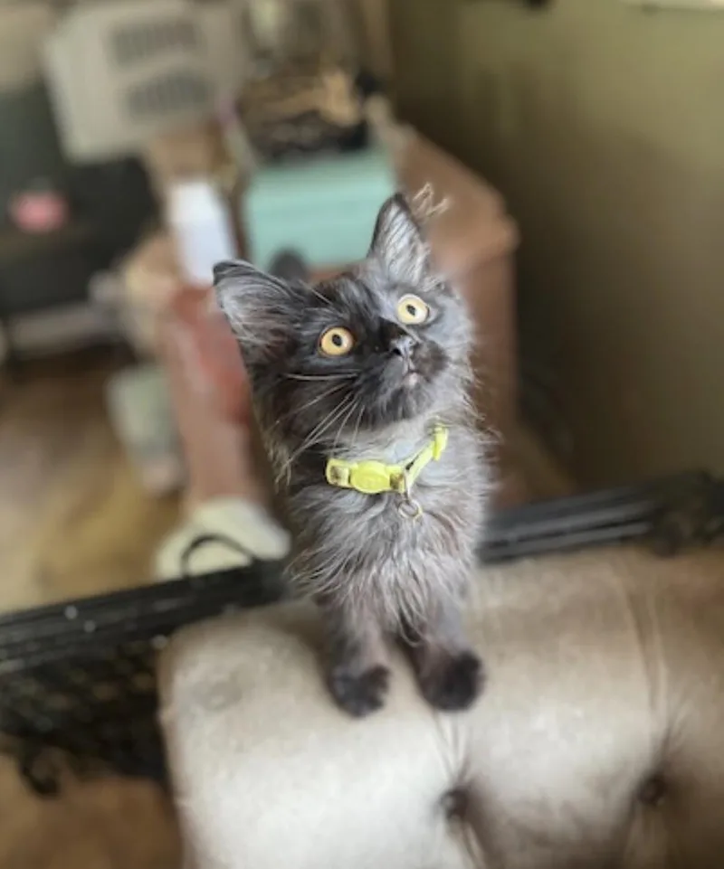 A young medium-sized male Black Domestic Medium Hair cat named Forrest for adoption in North Babylon, NY