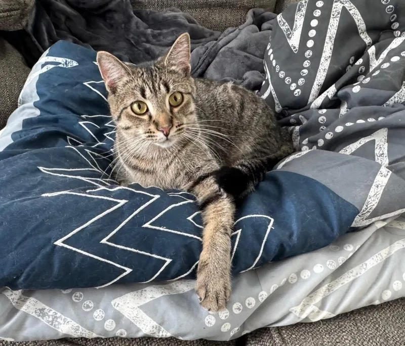 Huckleberry thumbnail 2