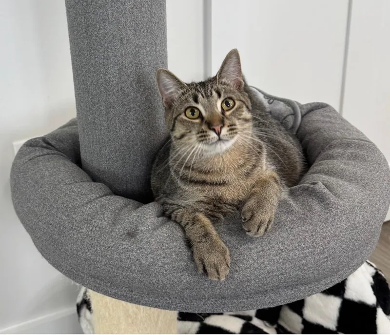 Huckleberry thumbnail 3