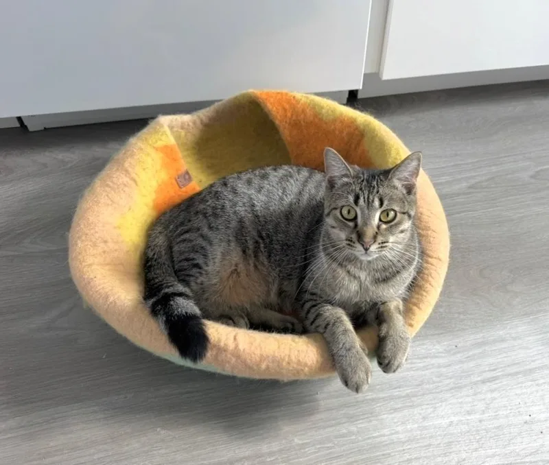 Huckleberry thumbnail 4