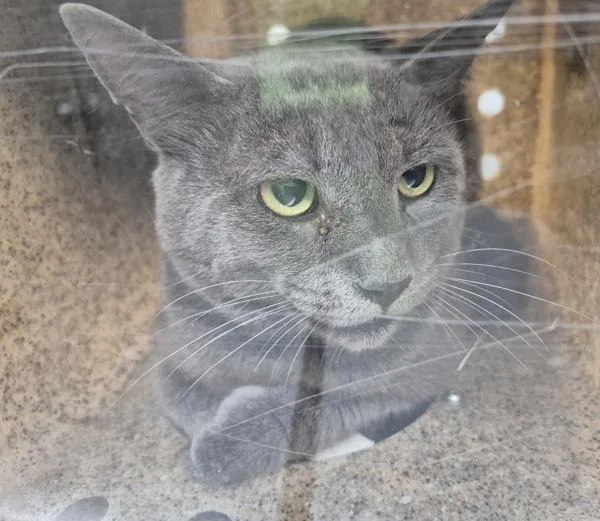An adult medium-sized male Domestic Short Hair cat named Pen Vf for adoption in Lawrenceville, GA