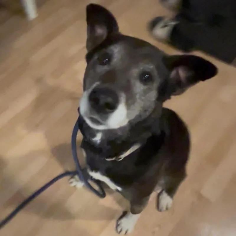 Emma Lou thumbnail 5