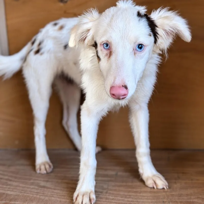 A baby medium-sized female Australian Shepherd dog named Chai for adoption in Fredericksburg, TX
