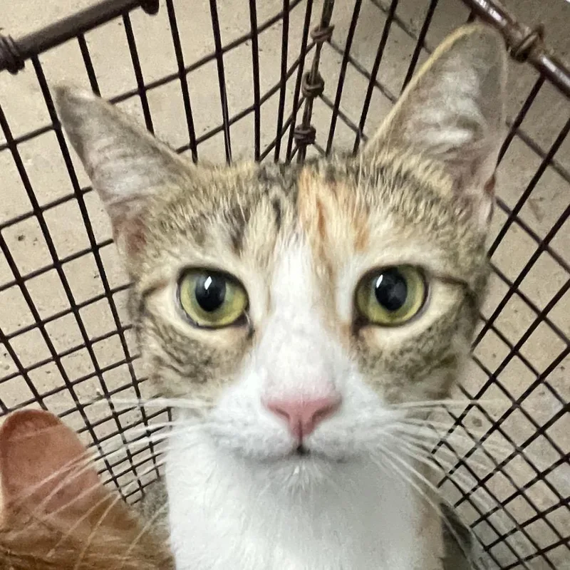 An adult medium-sized female Calico Domestic Short Hair cat named Olive for adoption in Edinburg, TX