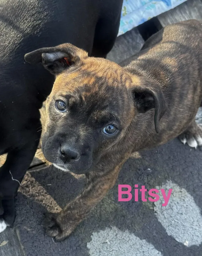 Bitsy