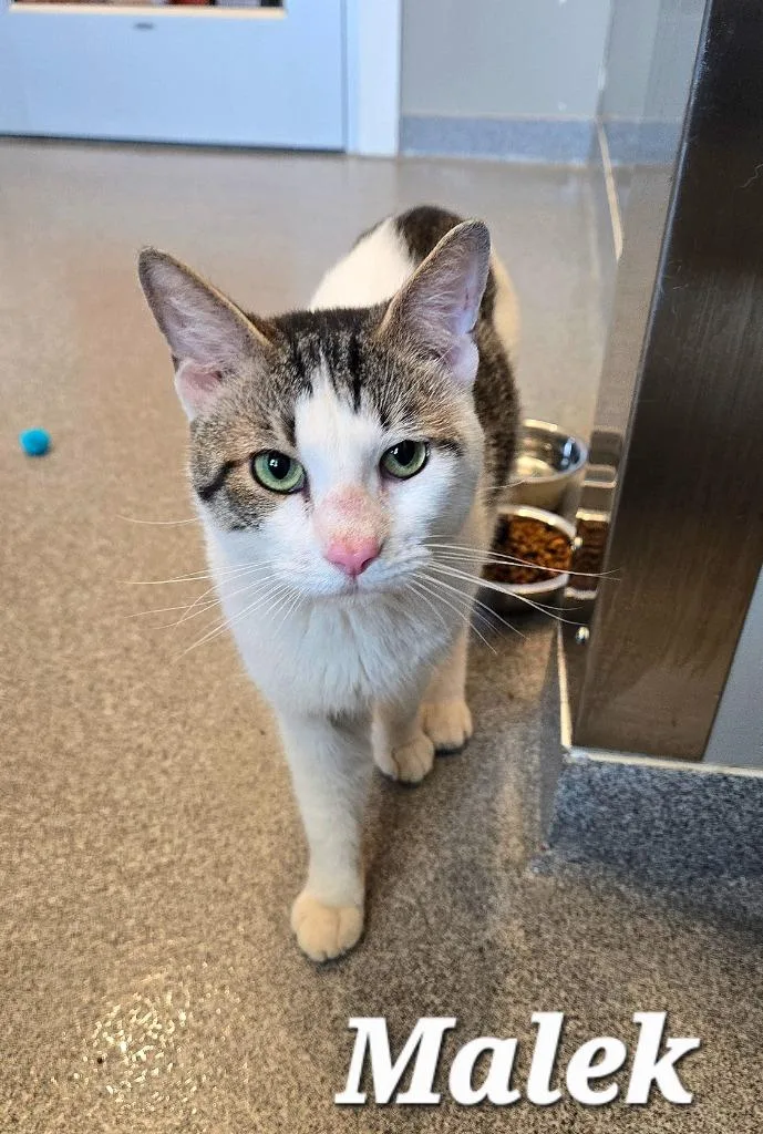 An adult large-sized male Domestic Short Hair cat named Malek for adoption in Sidney, OH