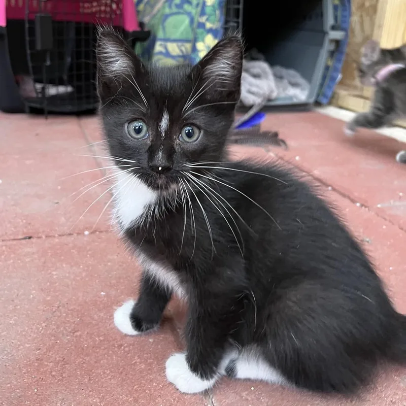 A baby small-sized female Black Domestic Short Hair cat named Betsy Ross for adoption in Boerne, TX