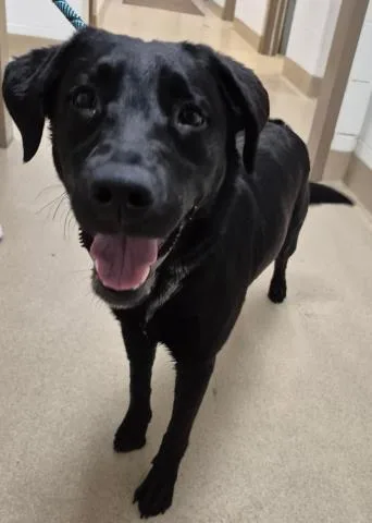 A young medium-sized female Labrador Retriever dog named Coral for adoption in Decatur, IL