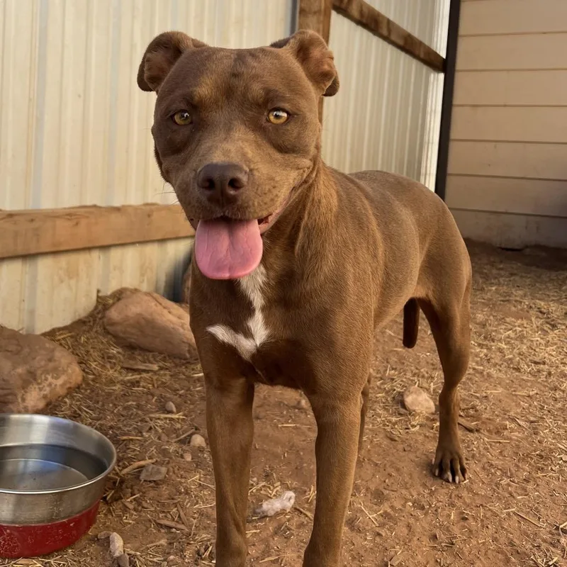 An adult medium-sized female Brown / Chocolate Mixed Breed dog named Tequila for adoption in Moab, UT