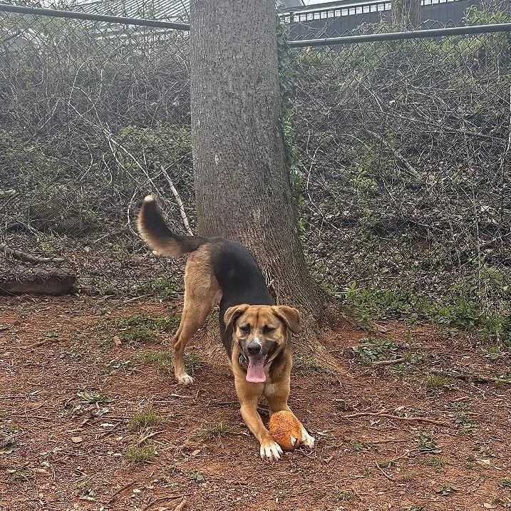 Marshmallow thumbnail 2