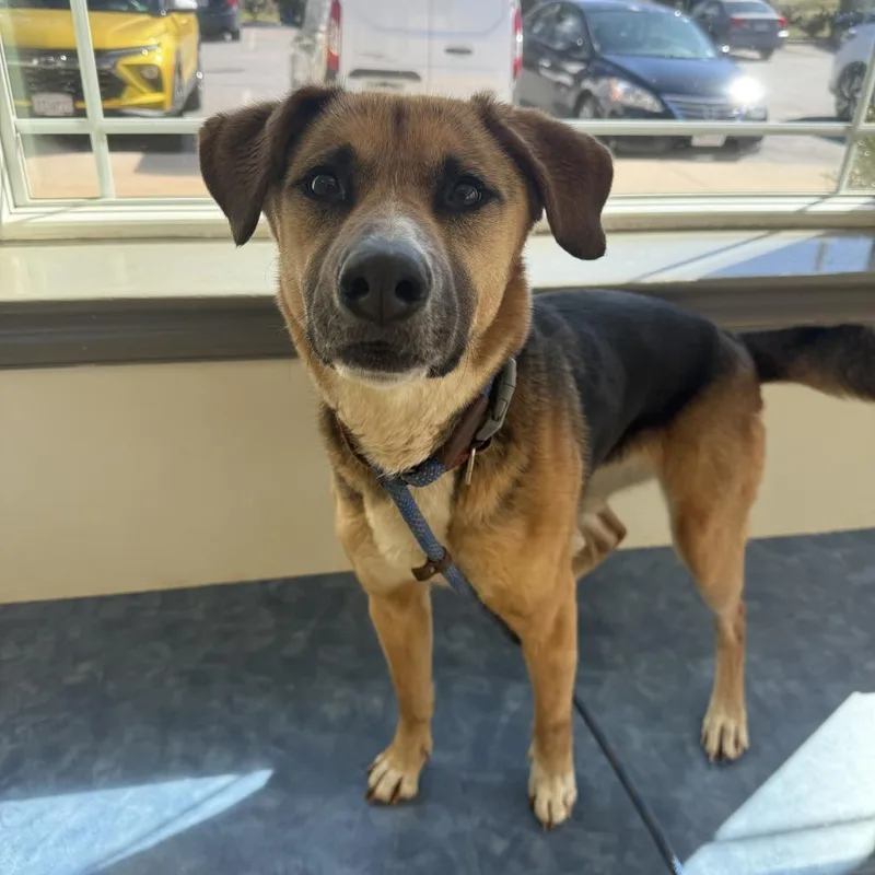 Marshmallow thumbnail 4