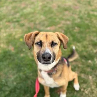 Marshmallow thumbnail 5