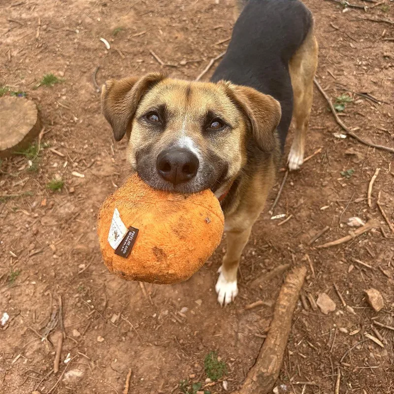 Marshmallow thumbnail 6