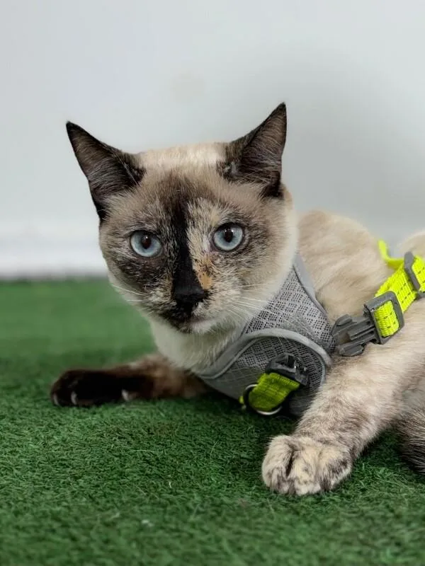 A baby small-sized female Black & White / Tuxedo Siamese cat named Lily for adoption in Carlsbad, CA