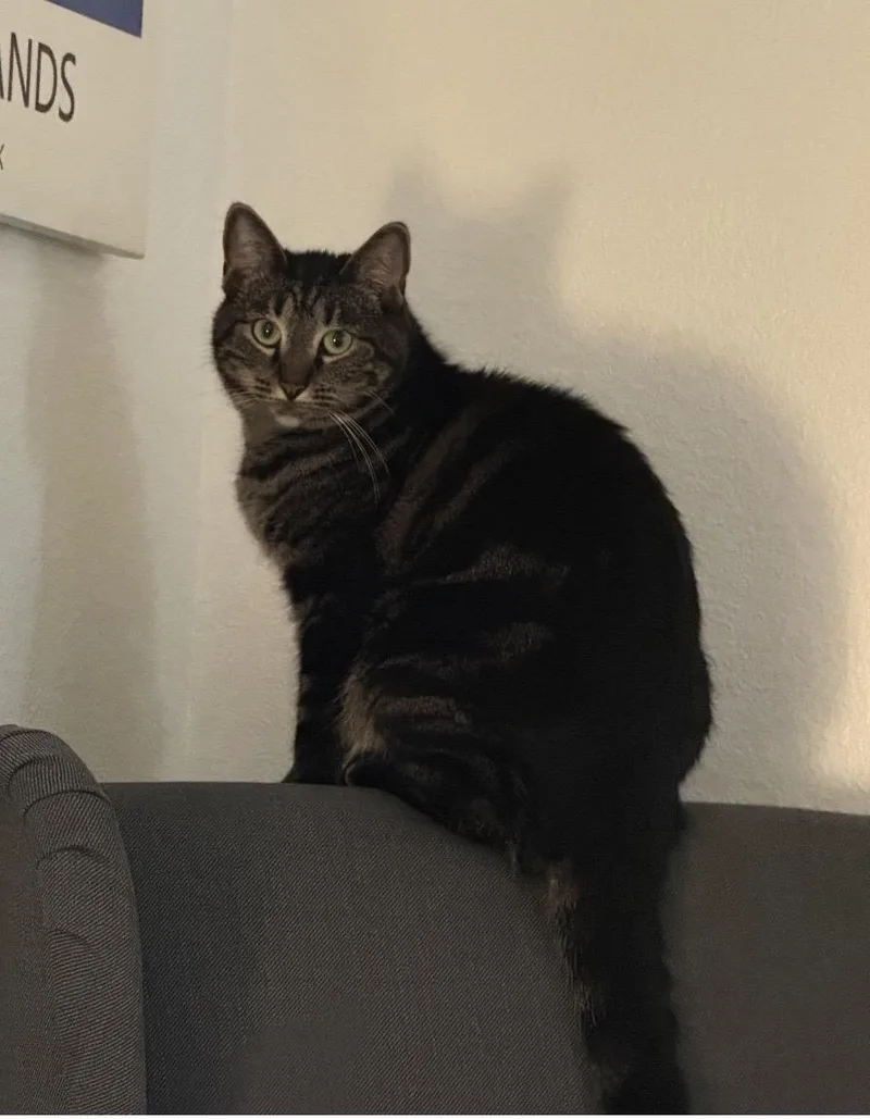 A young medium-sized female Brown / Chocolate Domestic Short Hair cat named Hope for adoption in Las Vegas, NV