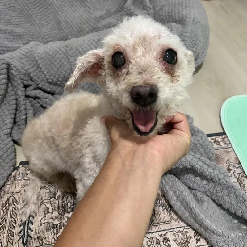 A senior small-sized female White / Cream Poodle dog named Lamb Chop for adoption in Escondido, CA