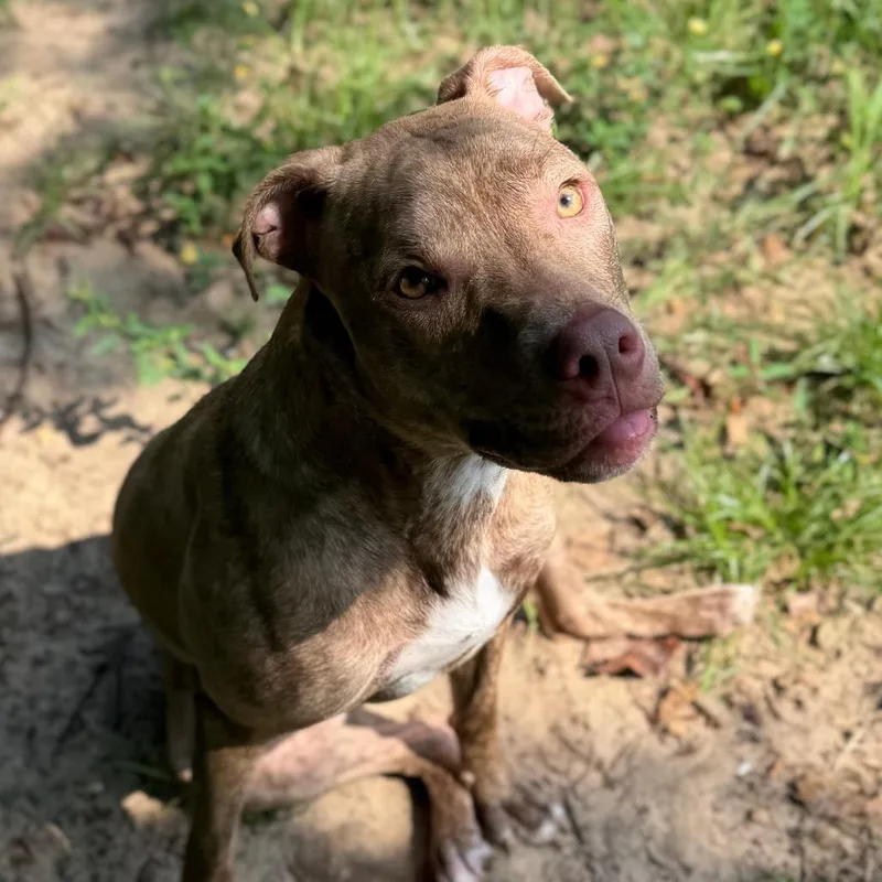 A young medium-sized female Yellow / Tan / Blond / Fawn Mixed Breed dog named Bambi for adoption in Pensacola, FL