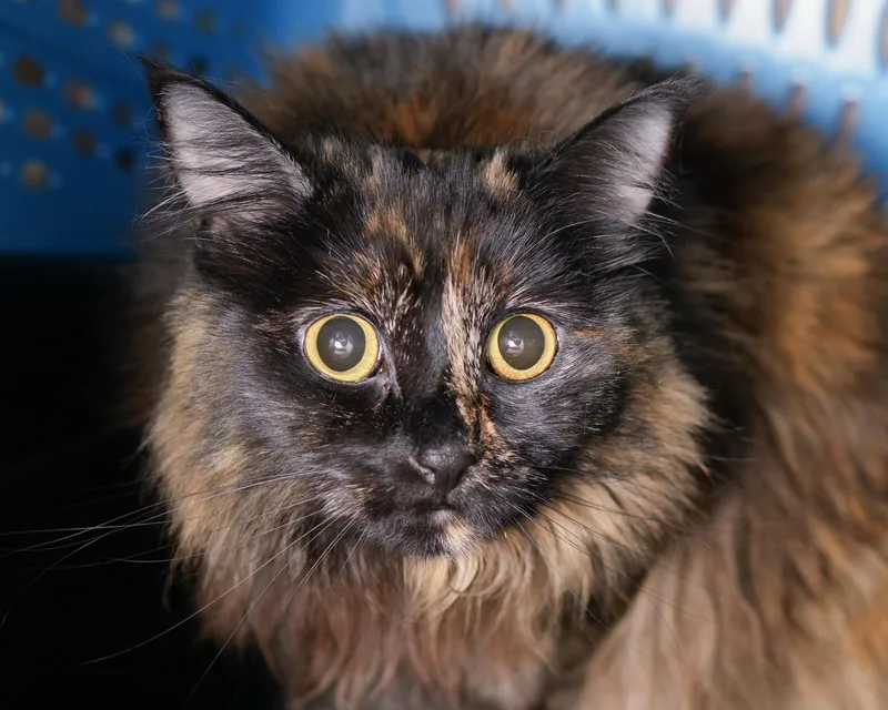 An adult medium-sized female Tortoiseshell Domestic Long Hair cat named Jaia for adoption in Boise, ID