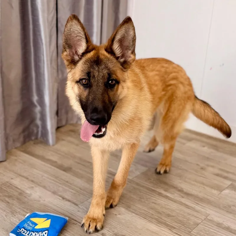 Horseshoe thumbnail 2