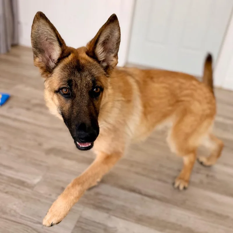 Horseshoe thumbnail 3