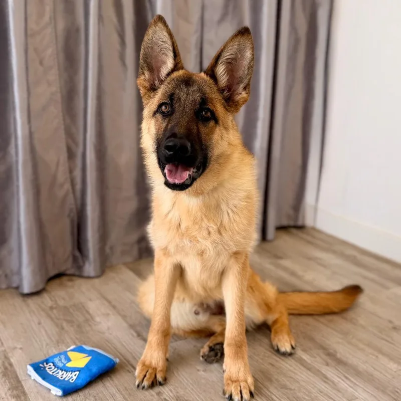 Horseshoe thumbnail 4