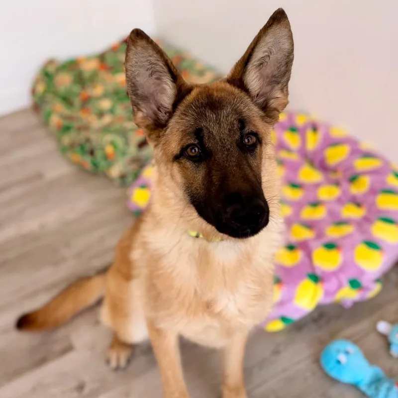 Horseshoe thumbnail 5