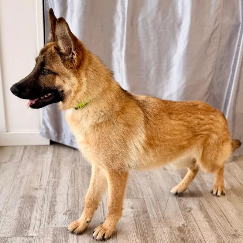 Horseshoe thumbnail 6