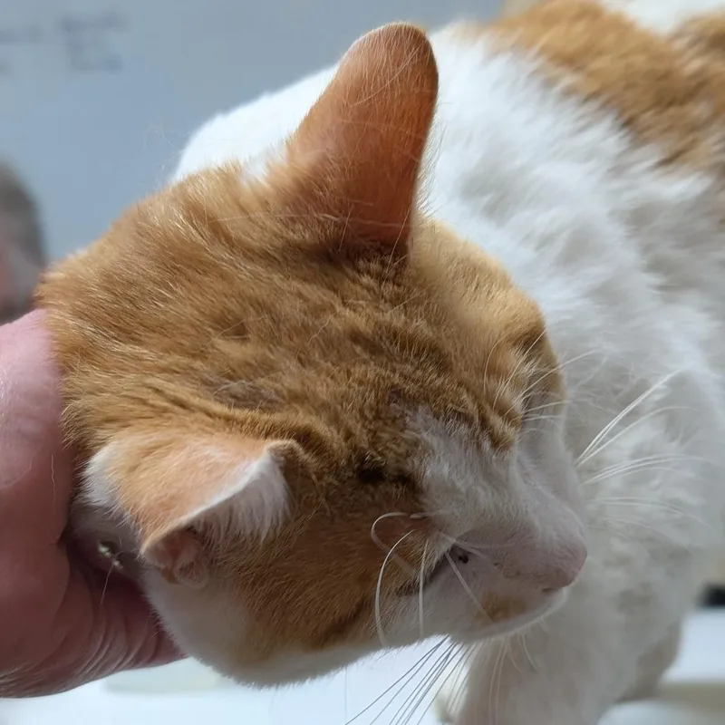 An adult medium-sized male Orange / Red Domestic Short Hair cat named Ringo for adoption in Canton, IL
