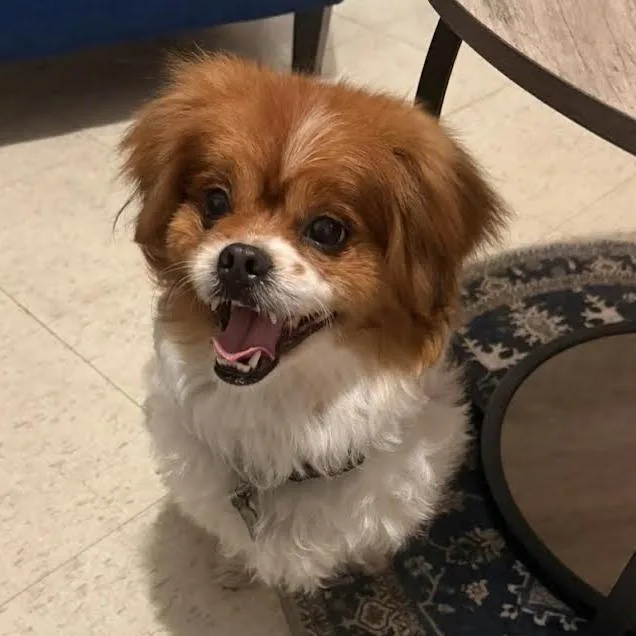 Dumpling thumbnail 2