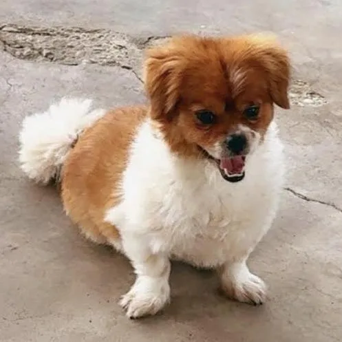 Dumpling thumbnail 3