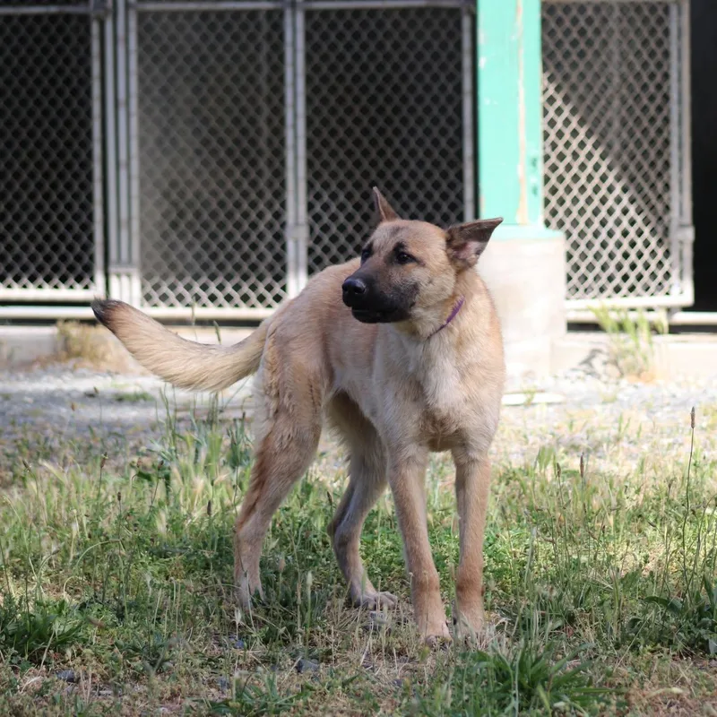 An adult large-sized female Shepherd dog named Venus for adoption in Weaverville, CA