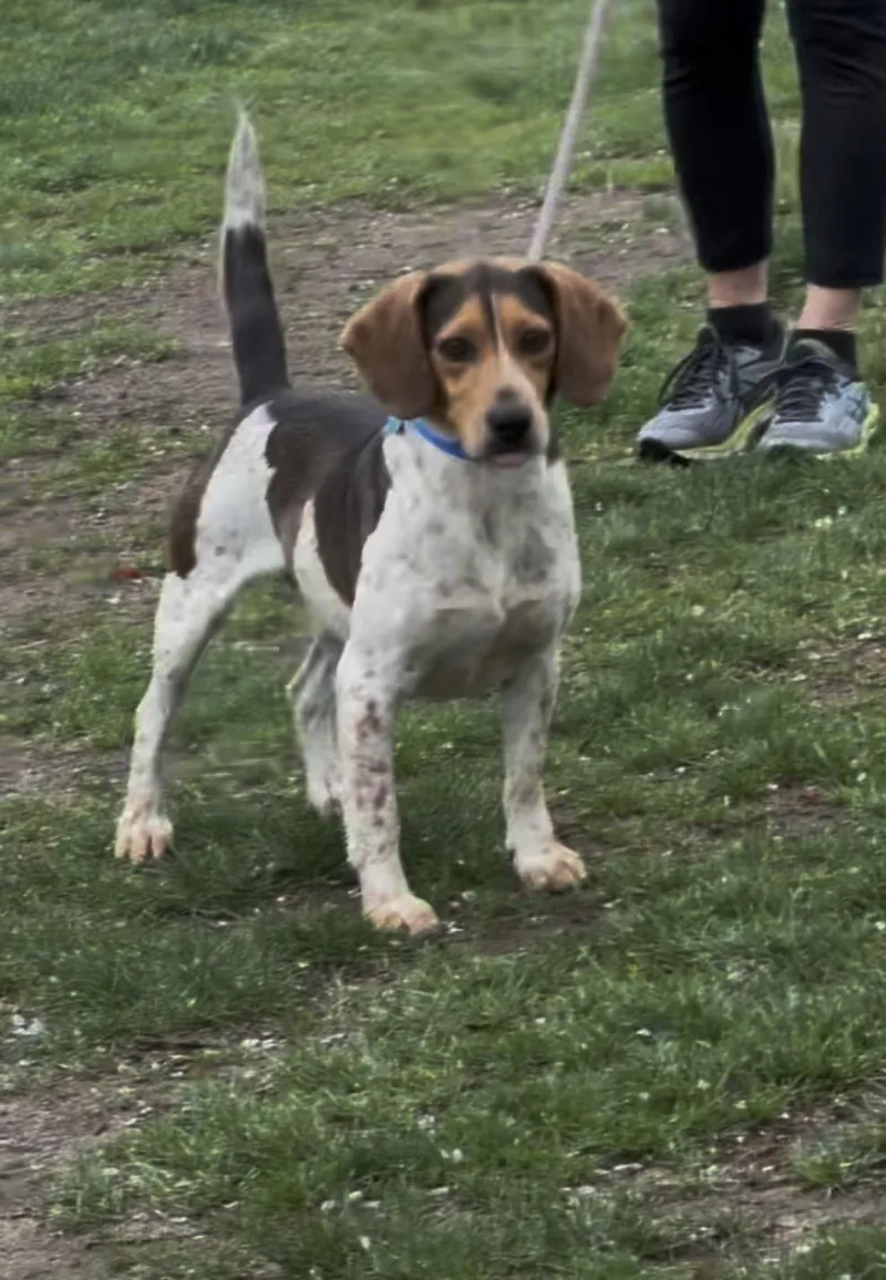 An adult medium-sized male Tricolor (Brown, Black, & White) Beagle dog named Willie for adoption in Wantagh, NY