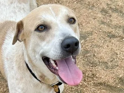 An adult large-sized female White / Cream Mixed Breed dog named Zima for adoption in Georgetown, TX