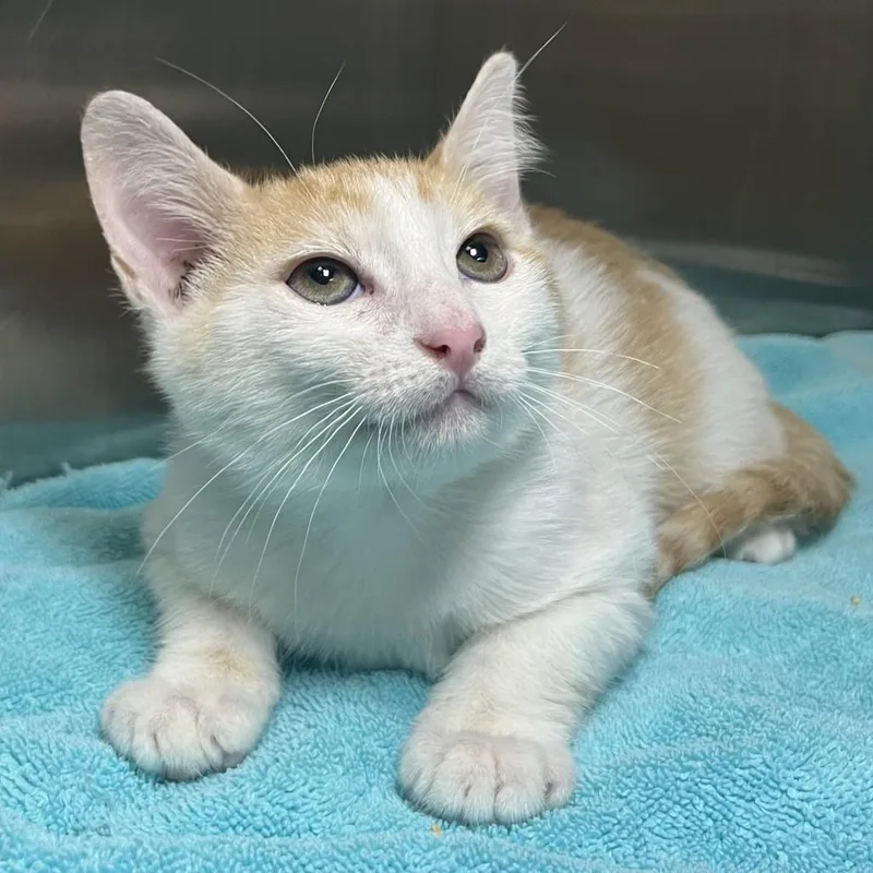 A baby small-sized male Orange / Red Domestic Short Hair cat named Mako for adoption in Palm Springs, CA
