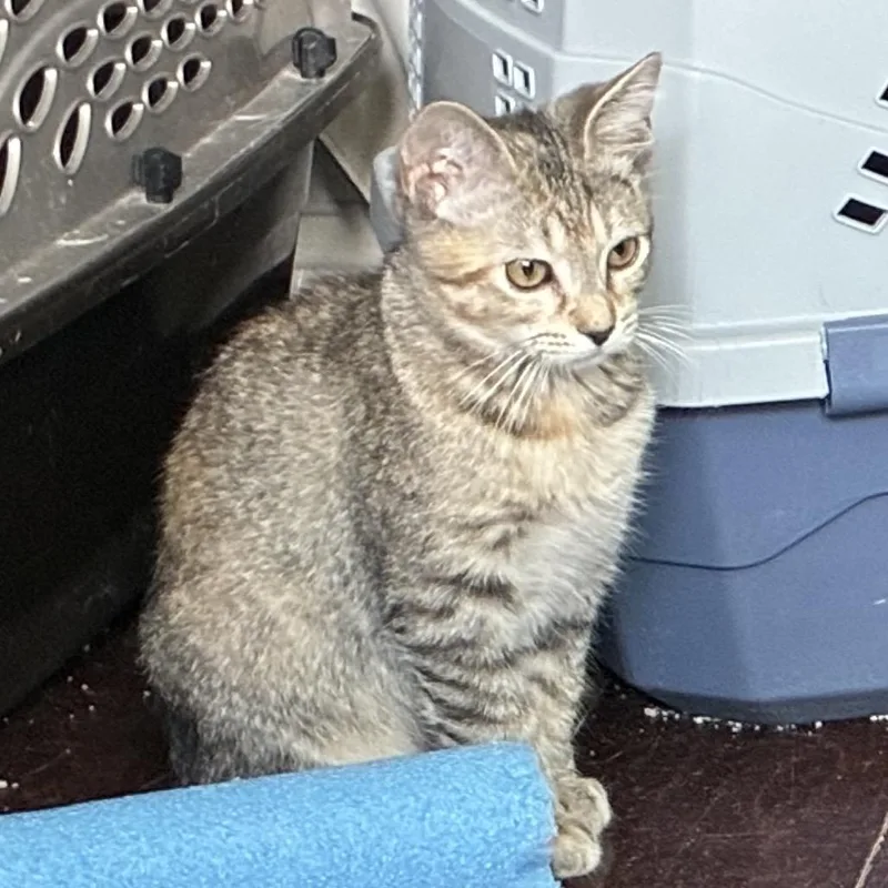 A young medium-sized female Torbie Domestic Short Hair cat named Gracie Lynn for adoption in Houston, TX